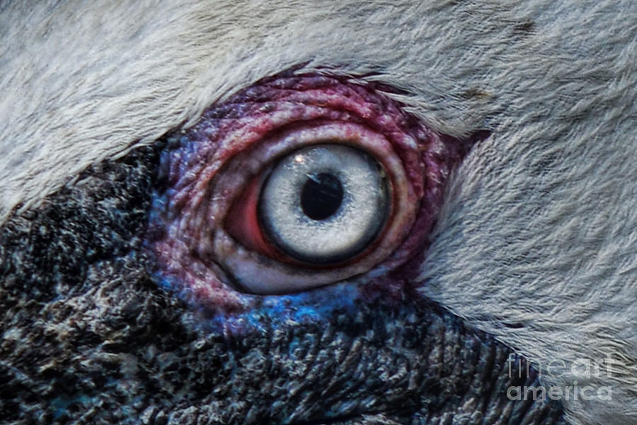 Pelican Eye Photograph by Olga Hamilton