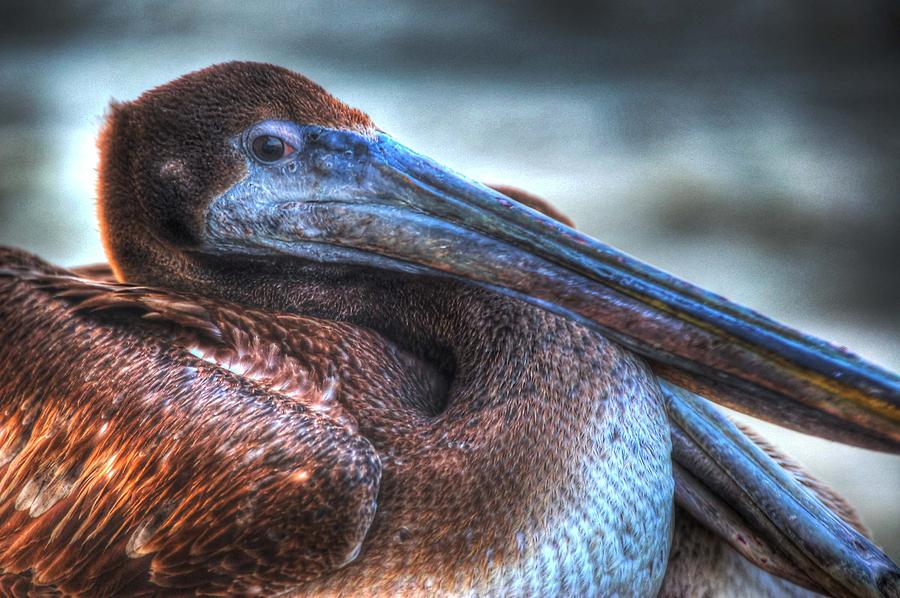 Pelican Eyeing Me Digital Art by Michael Thomas