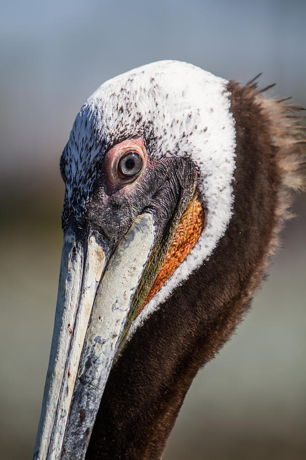 Pelican Eyes Photograph by John Haldane