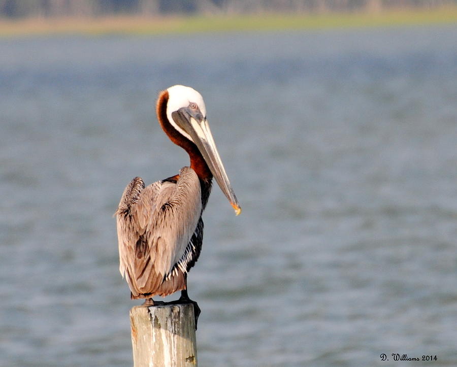 Pelican eyes the photographer Photograph by Dan Williams
