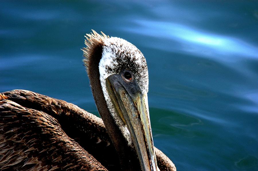 Pelican Eyes Photograph by William Kimble