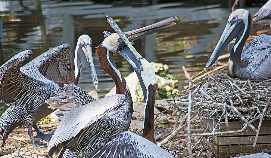 Pelican Fight Photograph by Kenneth Albin