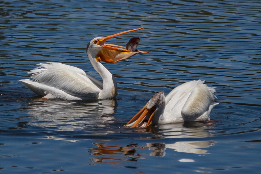 Bird Photograph - Pelican Fishing Buddies by Kathleen Bishop
