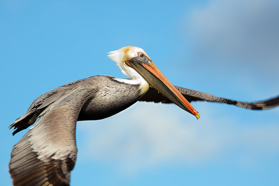 Pelican Flight Photograph by Brian Knott Photography - Fine Art America