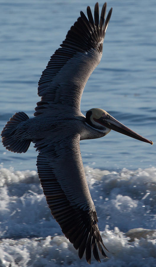 Pelican Photograph - Pelican Flight by John Daly