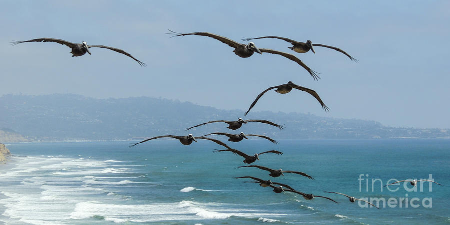 Pelican Flight Photograph by L J Oakes