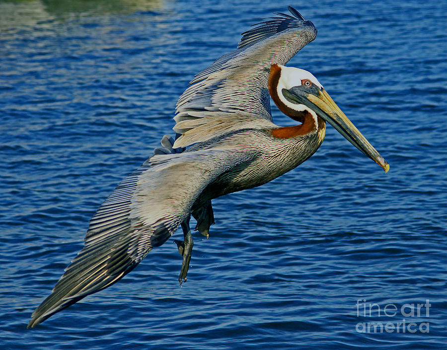 Pelican Glide Photograph by Larry Nieland