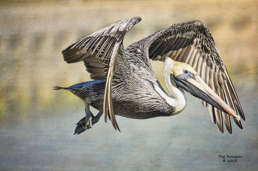 Pelican Flight Photograph by Peg Runyan