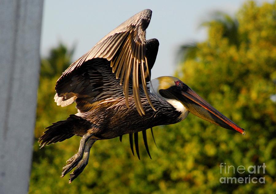 Pelican Photograph - Pelican Flight by Quinn Sedam