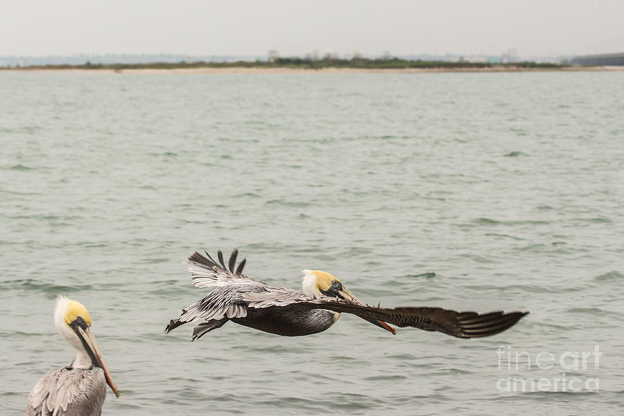 Wildlife Photograph - Pelican Flight by Terry Cotton