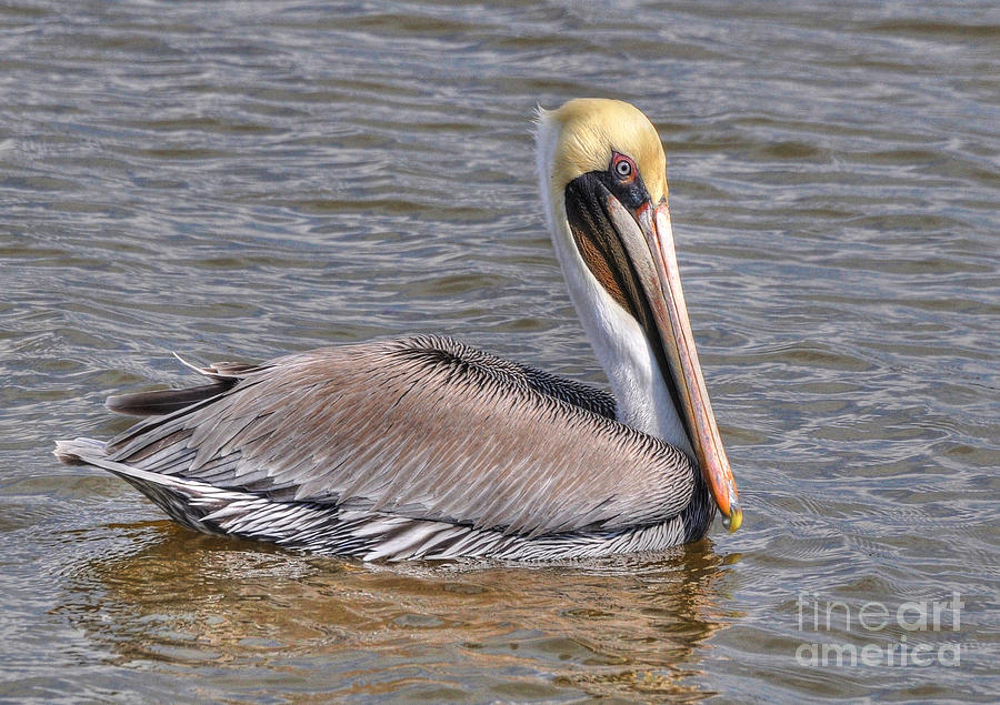Pelican Floating Photograph by Kathy Baccari