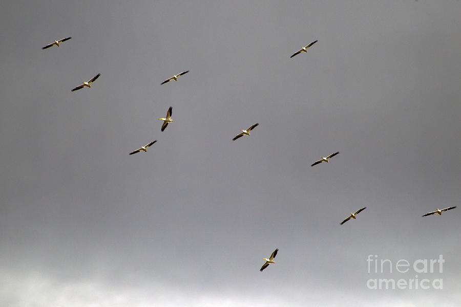 Pelican Flock  #3058 Photograph by J L Woody Wooden