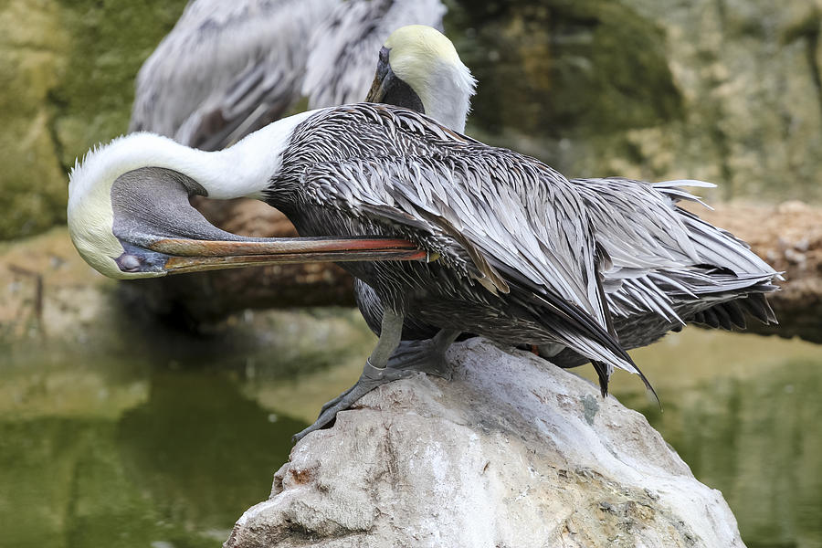 Pelican Photograph - Pelican Florida by Jianghui Zhang