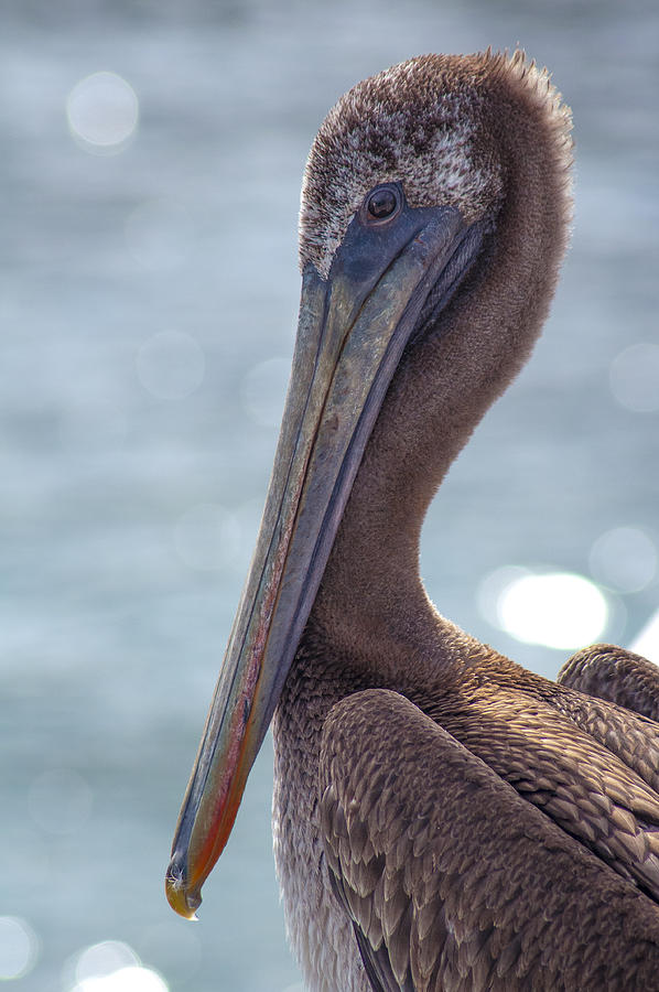 Pelican Photograph - Pelican by Floyd Raymer