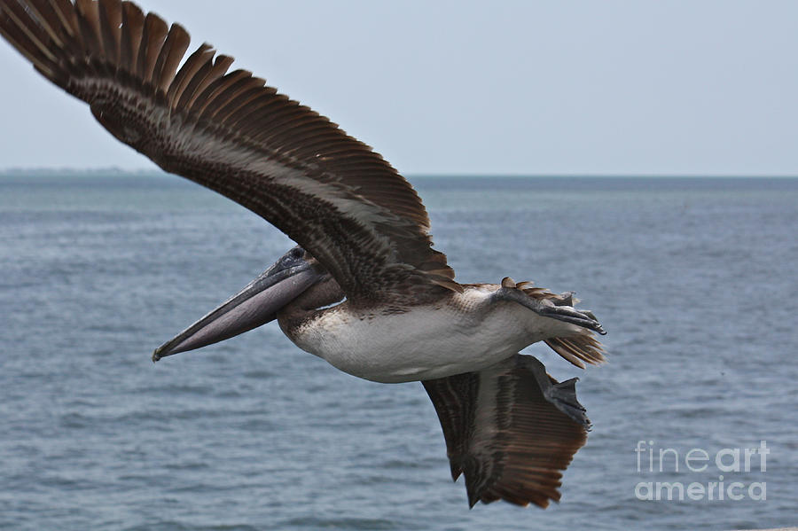 Pelican Fly By Photograph by Carol Groenen