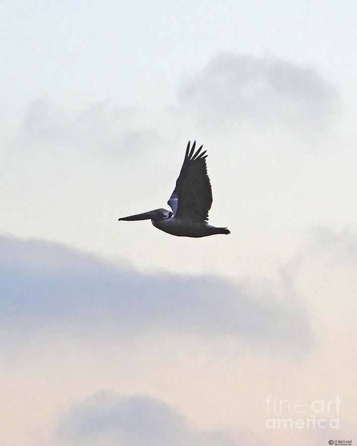 Pelican Fly By Photograph by Lizi Beard-Ward