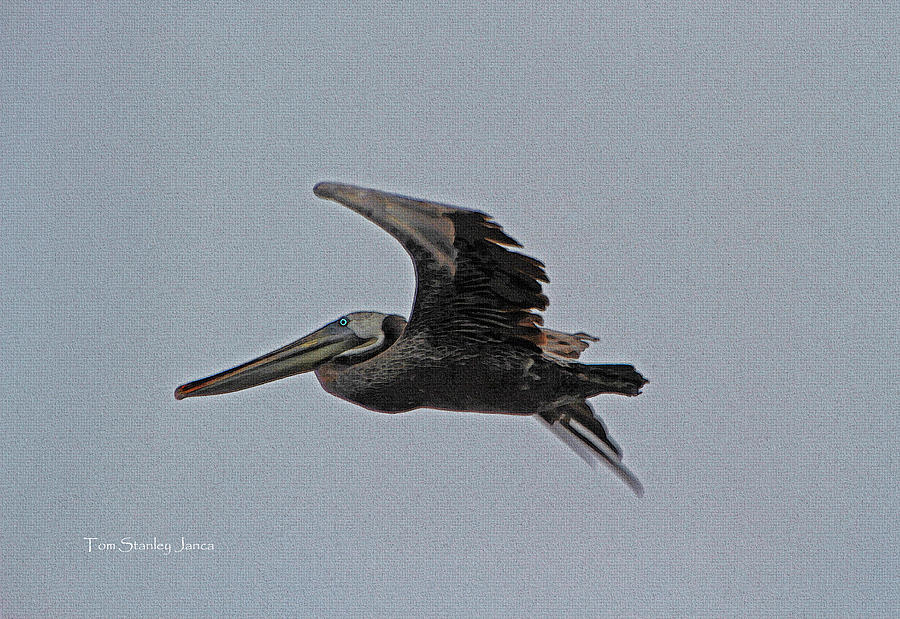 Pelican Fly By Photograph by Tom Janca