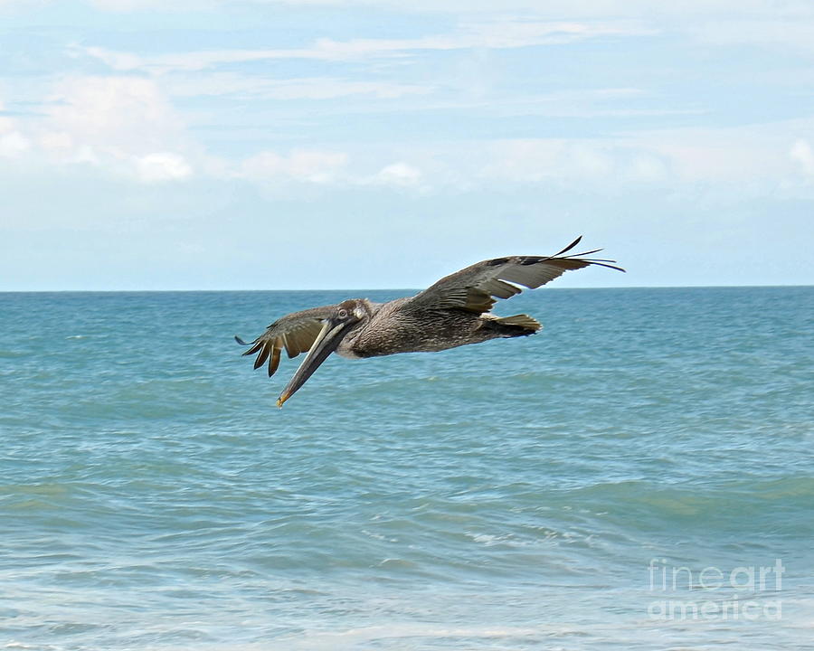 Pelican Fly Over Photograph by Carol  Bradley