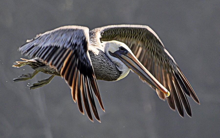 Bird Photograph - Pelican Flyby by AJ  Schibig