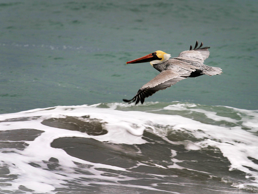 Pelican Flying Photograph by Anthony Jones