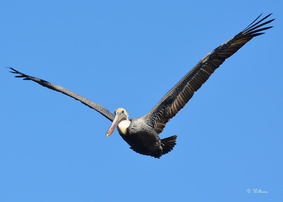 Pelican Flying Photograph by Dan Williams