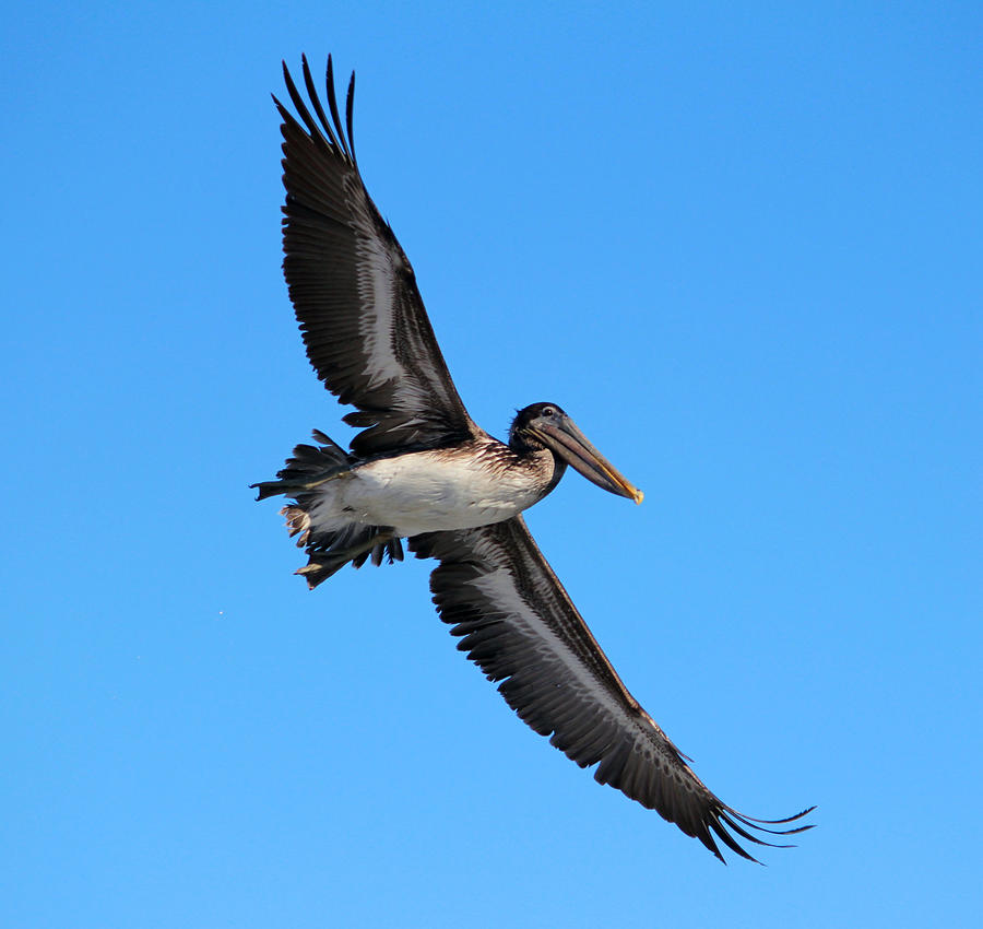 How high is pelican high?