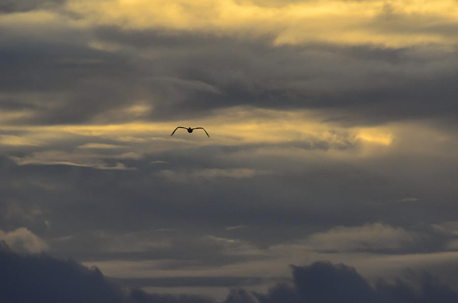 Daytona Beach Photograph - Pelican Flying in Golden Clouds by Steve Samples