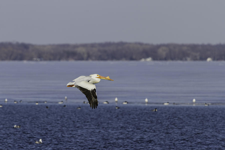 Pelican Flying Into Open Water Photograph by Thomas Young