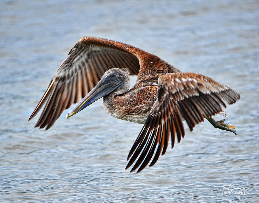 Pelican Flying Photograph by Joe Granita
