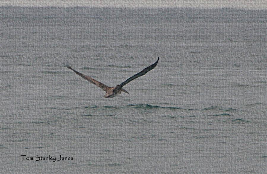 pelican Flying Low Photograph by Tom Janca