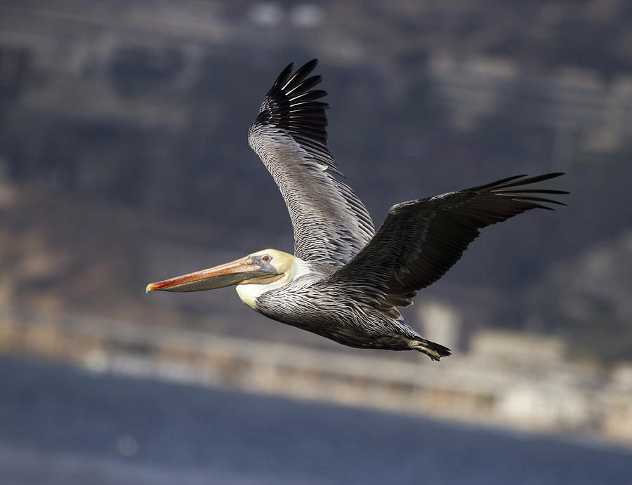 Pelican flying over La Jolla Photograph by Nathan Rupert