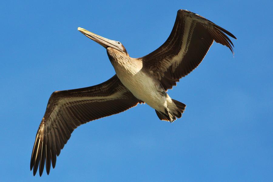 Pelican Photograph - Pelican Flying Overhead by Paulette Thomas