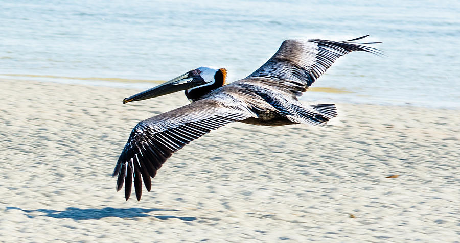 Pelican flying Photograph by Tammy Ray