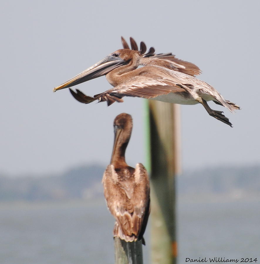 Pelican Flyover Photograph by Dan Williams
