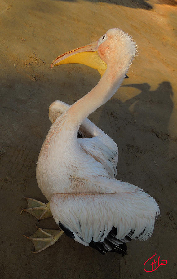 Pelican Friend in Sinai Egypt Photograph by Colette V Hera Guggenheim