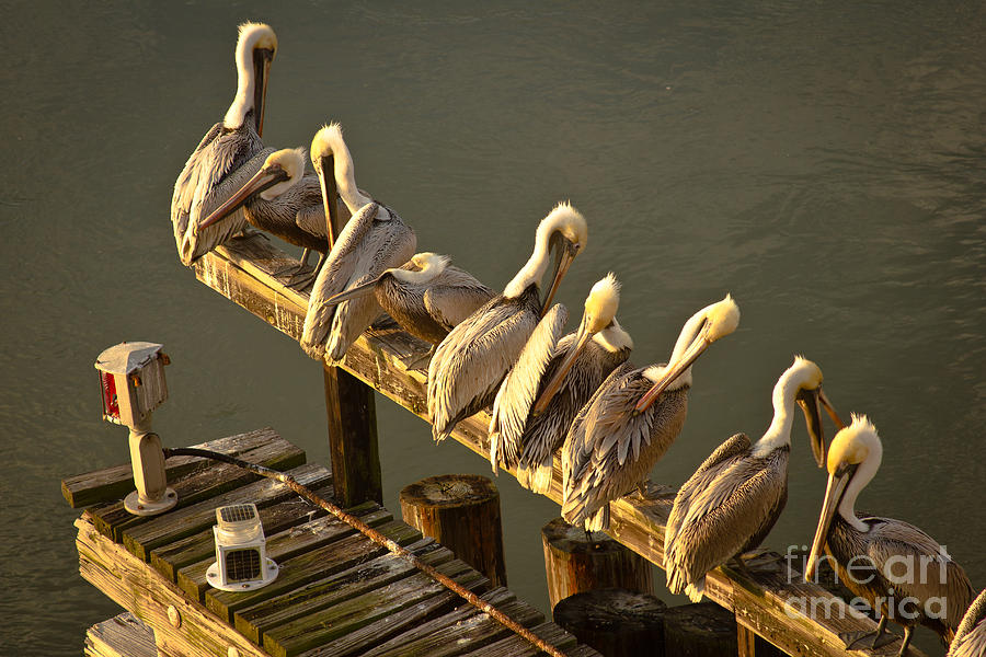Brown Pelican Gathering Bull River Bridge in Savannah Photograph by Reid Callaway
