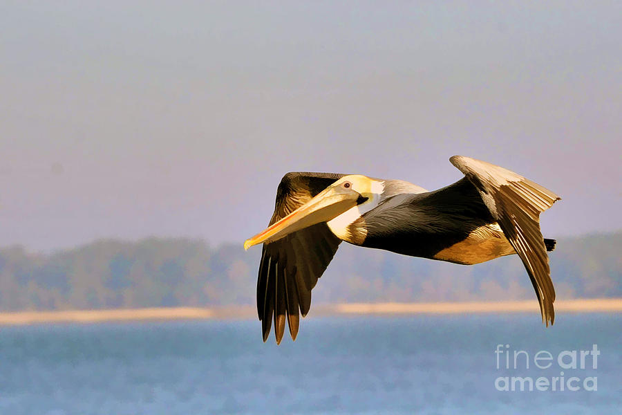 Pelican gliding along Photograph by Dan Friend