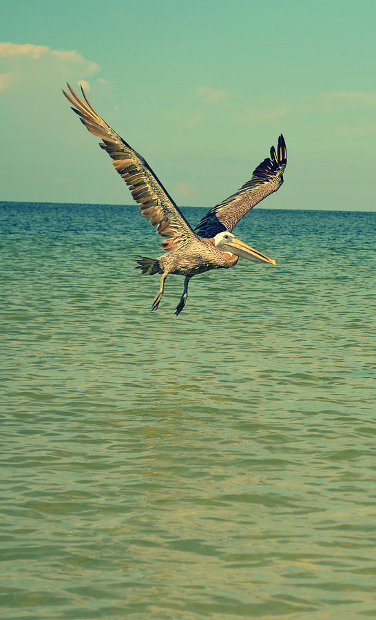 Pelican Gliding Photograph by Patricia Awapara