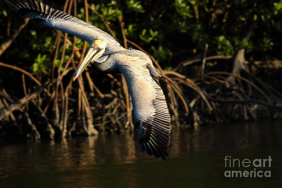 Pelican going for a landing Photograph by George Kenhan