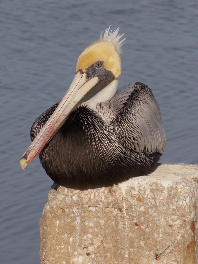 Pelican Good Hair Day 1 Photograph by Sheri McLeroy