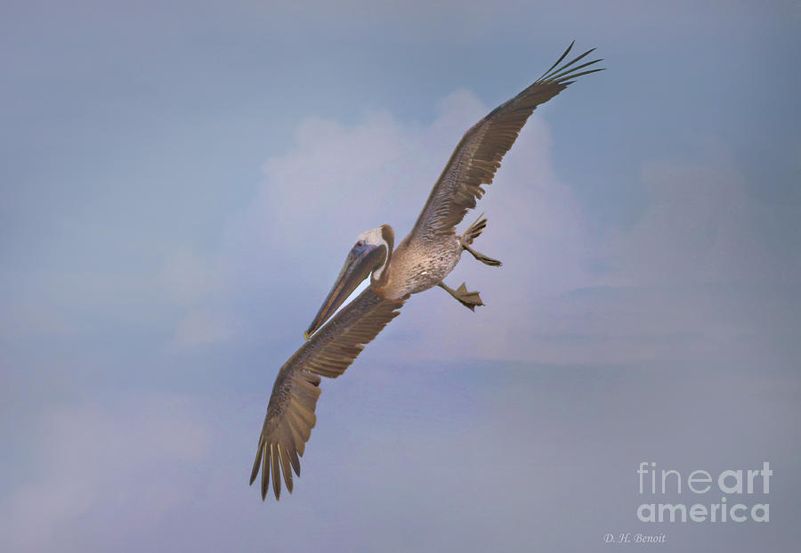 Pelican Grace In Flight Photograph by Deborah Benoit