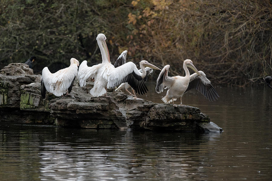 Pelican Group Photograph by Matt Malloy