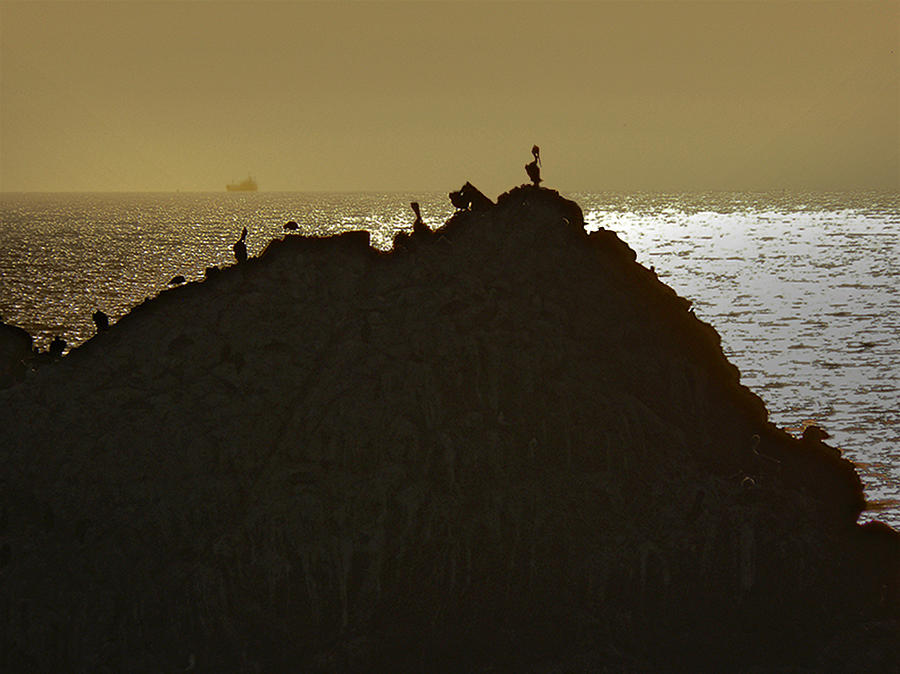 Pelican Photograph - Pelican Haven by David Kehrli