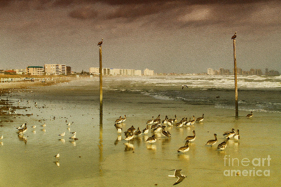 Nature Photograph - Pelican Haven by Deborah Benoit