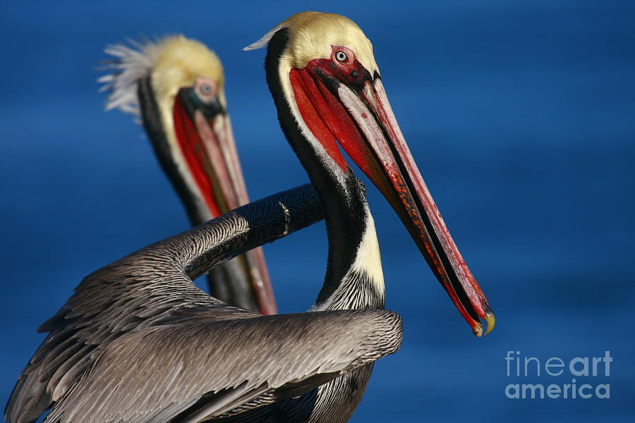 La Jolla Pelicans In Waves Photograph by John F Tsumas