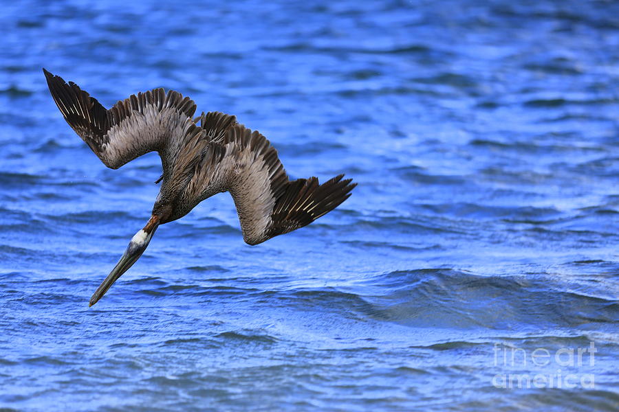 Pelican Photograph - Pelican Hunting by Mina Isaac
