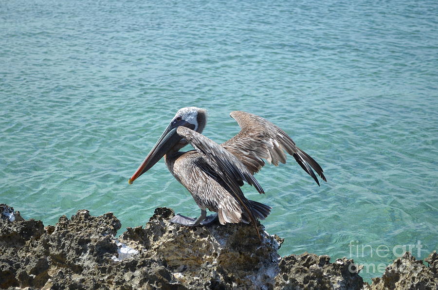 Pelican in Aruba Photograph by DejaVu Designs - Pixels