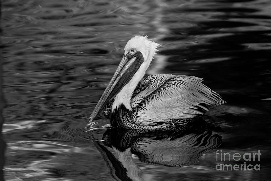 Pelican Photograph - Pelican in Black and White by Joan McCool