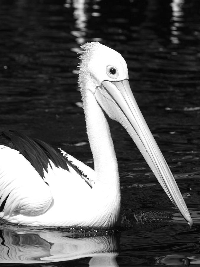Black And White Photograph - Pelican in Black and White by Michaela Perryman
