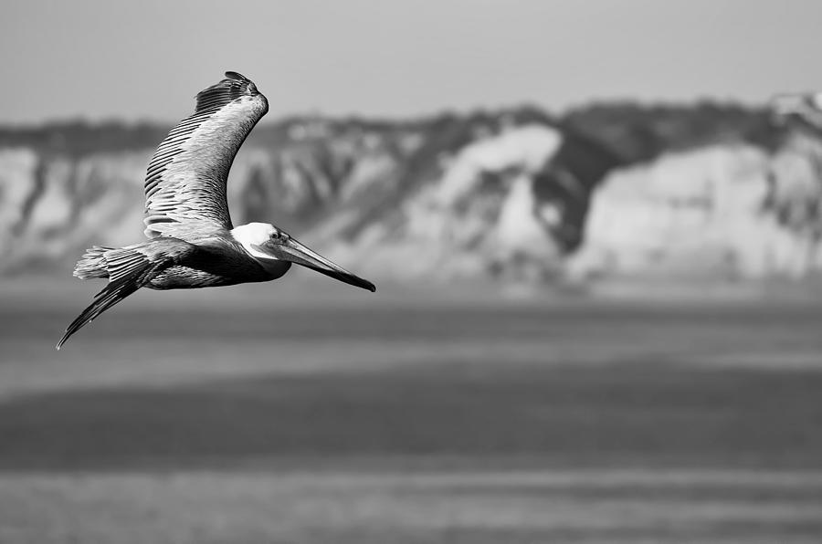 Pelican Photograph - Pelican in Black and White by Sebastian Musial